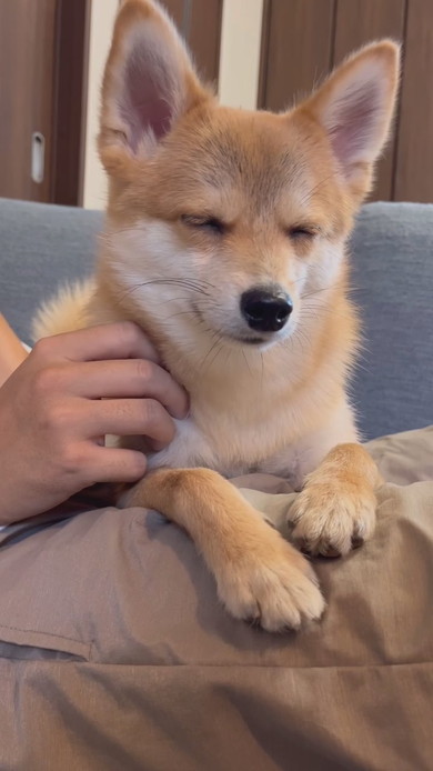 寝る直前のワンコ