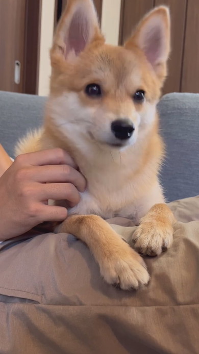 寝る直前のワンコ