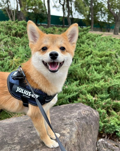 お散歩中のワンコ