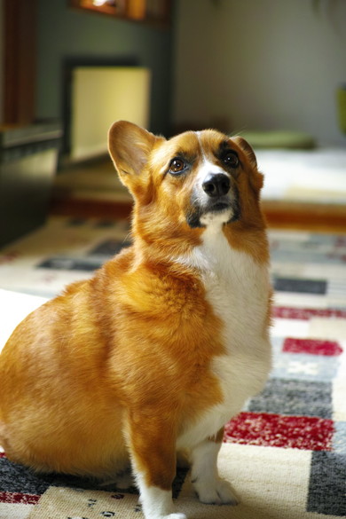 キリっとしているワンコ