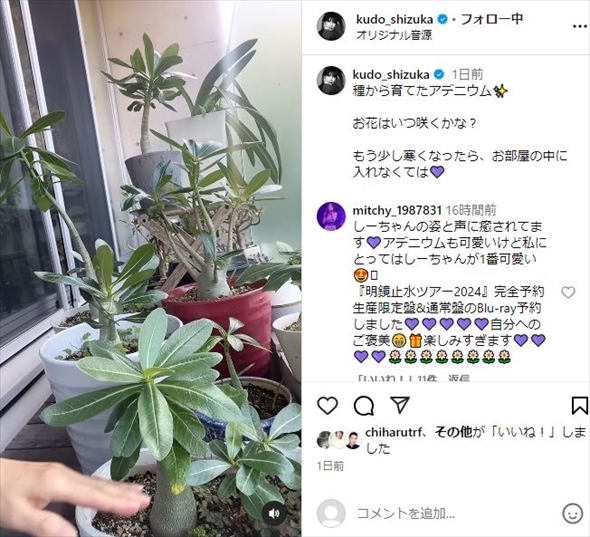 工藤静香のアデニウム