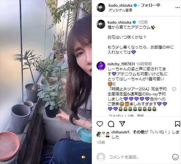 工藤静香のアデニウム