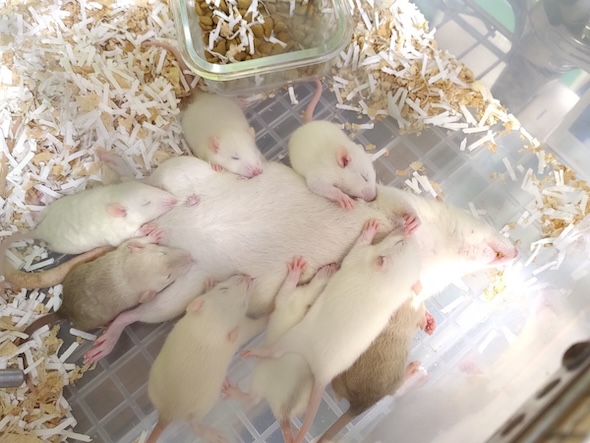 授乳する母ねずみ