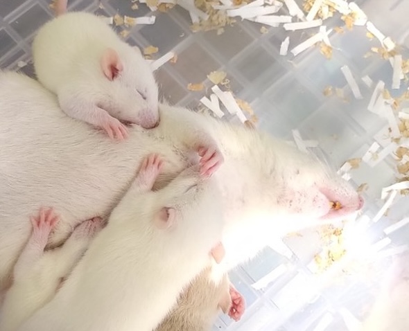 授乳する母ねずみ