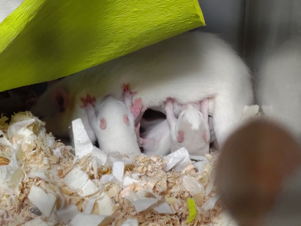 授乳する母ねずみ