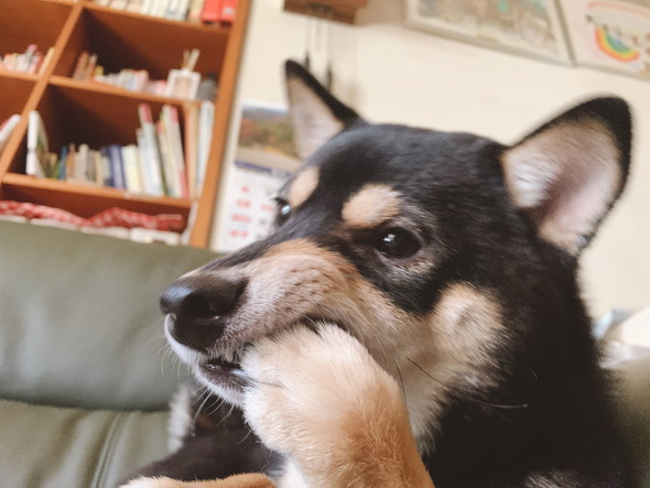 前足を口に入れている黒柴ワンコ