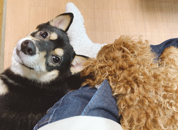 飼い主さんにくっついている2匹のワンコ