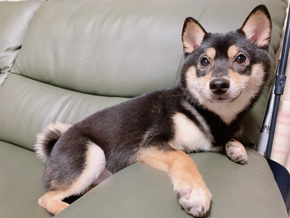 くつろいでいる黒柴ワンコ