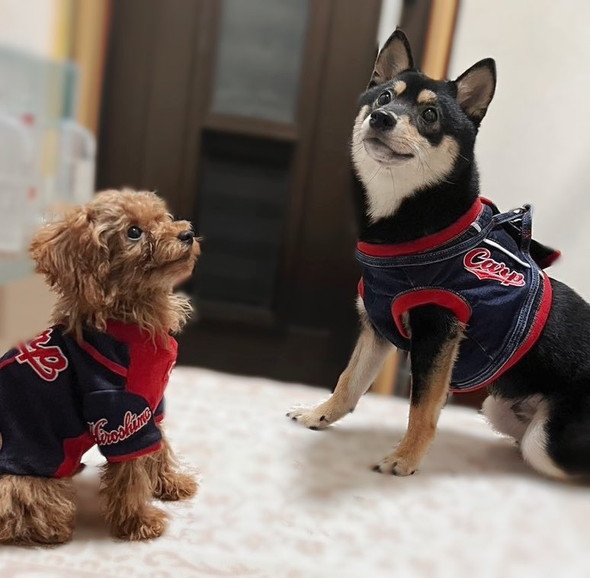 洋服を着ている2匹のワンコ