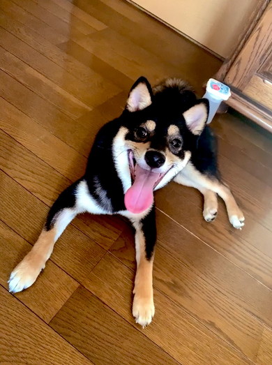 笑っている黒柴ワンコ