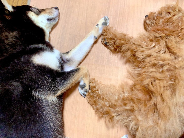 寝ている2匹のワンコ