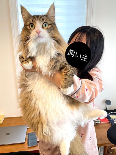 2歳のノルウェージャンフォレストキャットの猫ちゃん