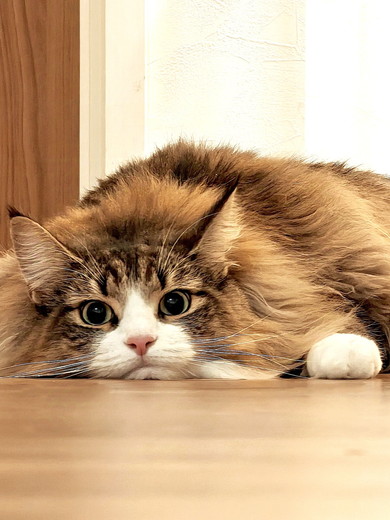 ノルウェージャンフォレストキャットの猫ちゃん