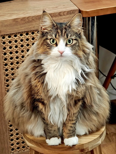 ノルウェージャンフォレストキャットの猫ちゃん