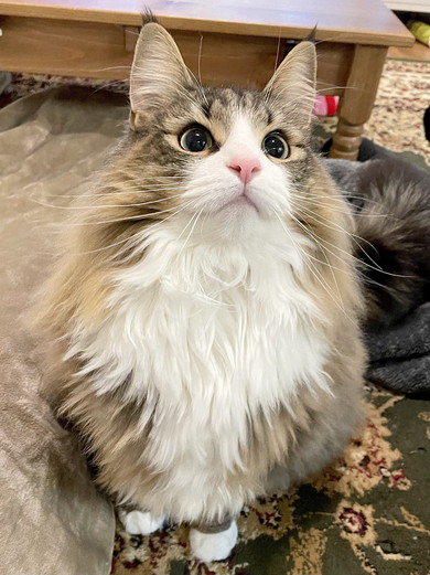 ノルウェージャンフォレストキャットの猫ちゃん