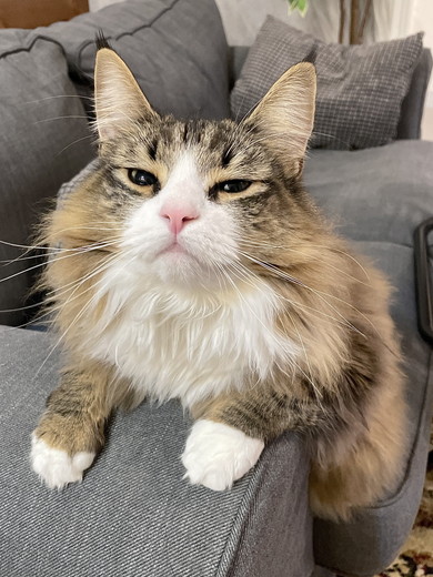 ノルウェージャンフォレストキャットの猫ちゃん