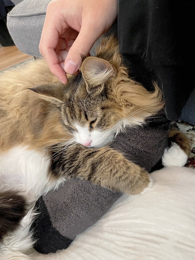 ノルウェージャンフォレストキャットの猫ちゃん