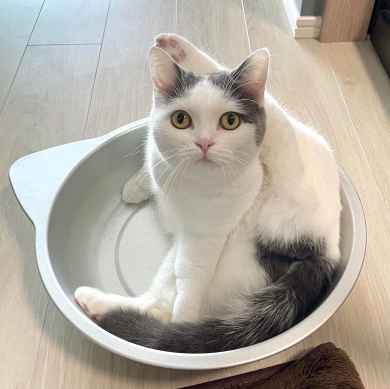 フクちゃんポーズ