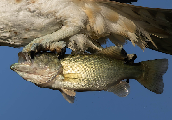 空を飛ぶブラックバス