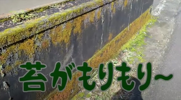 気持ち良すぎる苔剥がしビフォーアフター