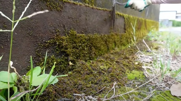 気持ち良すぎる苔剥がしビフォーアフター