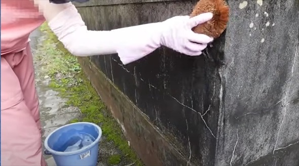 気持ち良すぎる苔剥がしビフォーアフター