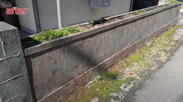 気持ち良すぎる苔剥がしビフォーアフター