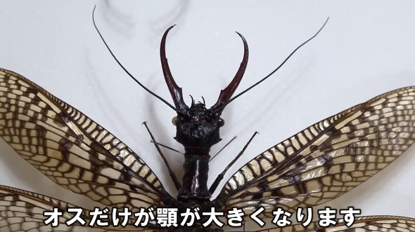 オオアゴヘビトンボ　標本 全てが桁違い」 20万円かけて“とんでもない虫”買ってみた 見た