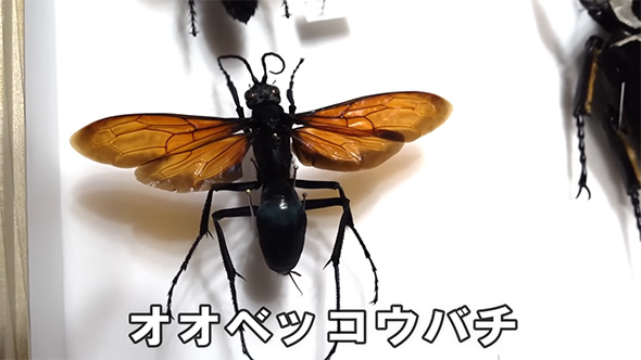 オオベッコウバチ