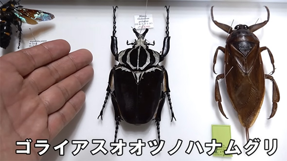 全てが桁違い」 20万円かけて“とんでもない虫”買ってみた 見た
