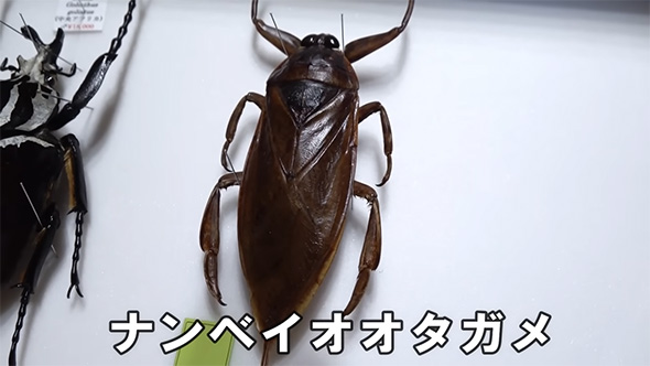 ナンサーミヤマクワガタ　標本 ナンサーミヤマクワガタ標本