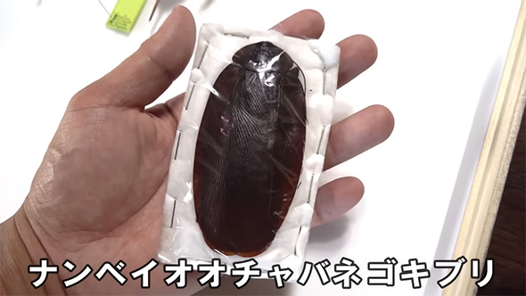 ナンベイオオチャバネゴキブリ