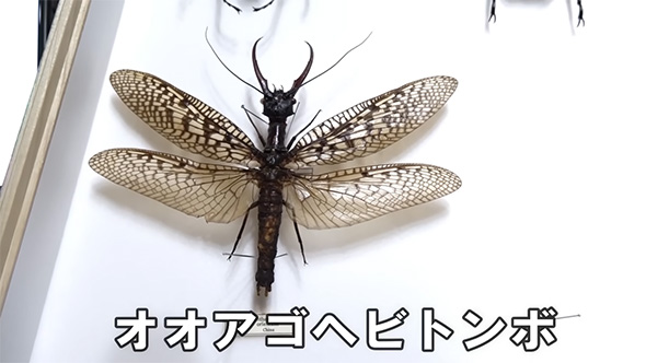 オオアゴヘビトンボ　標本 全てが桁違い」 20万円かけて“とんでもない虫”買ってみた 見た
