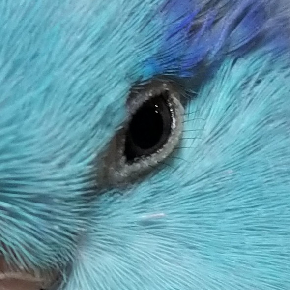 マメルリハインコの下まつげ