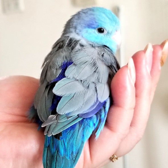 手に乗るマメルリハインコ