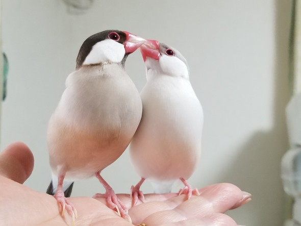 顔を寄せ合うインコたち