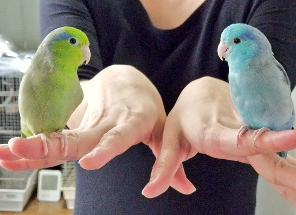 顔を見つめるマメルリハインコ2羽