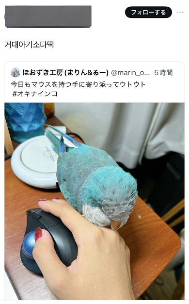 一緒に暮らしているインコの写真に寄せられた韓国語のコメント