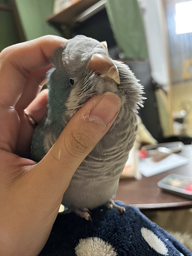 一緒に暮らしているオキナインコ