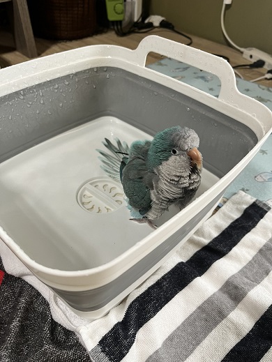 水浴びをしているオキナインコ