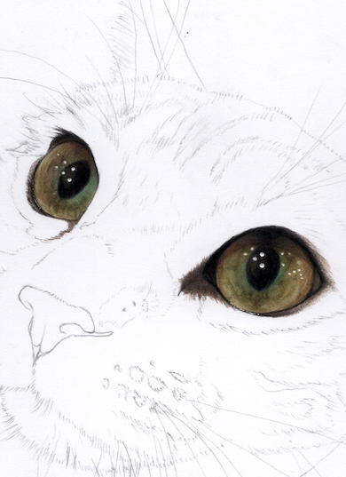 色鉛筆で描いた猫