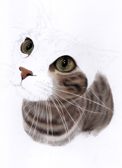 色鉛筆で描いた猫