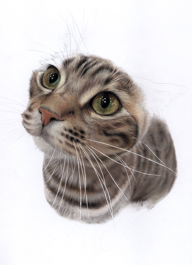 色鉛筆で描いた猫