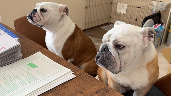 並ぶ2匹のブルドッグ