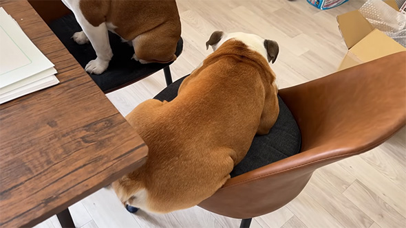 椅子に伏せるブルドッグ