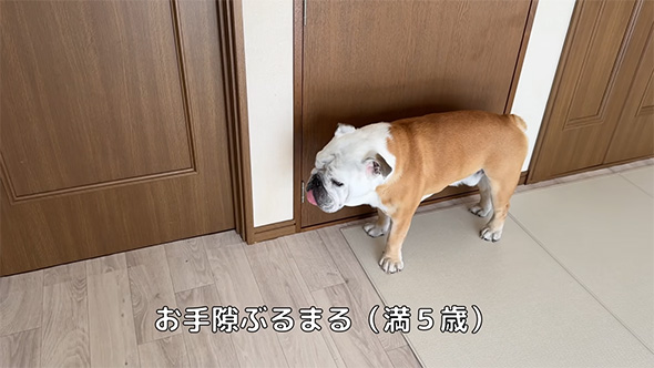 お手すきぶるまる