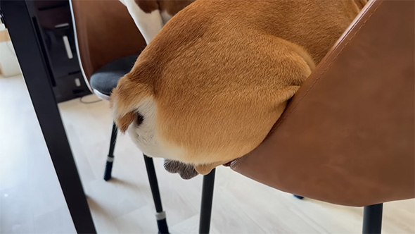 おしりのアップ