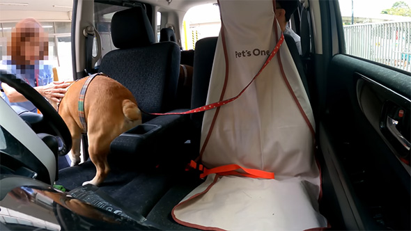 社内でなでてもらうブルドッグ