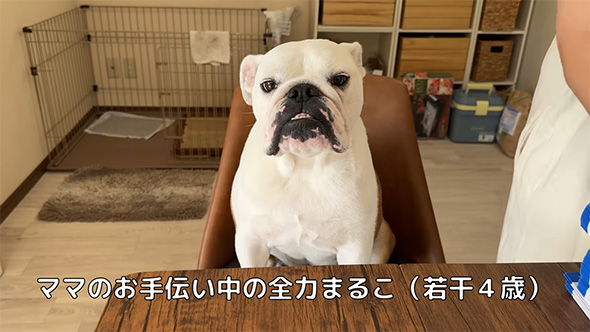 お手伝い中の全力まるこ