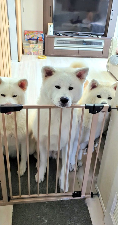 ベビーゲートにあごを掛ける秋田犬